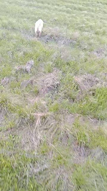 идём гулять с козой и собакой