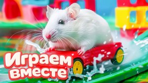 ХОМЯК ВЫБИРАЕТСЯ ИЗ СЕКРЕТНОЙ ХОМЯЧЕЙ ТЮРЬМЫ ! Играем ВМЕСТЕ ! Помогаем выбраться из лабиринта 3