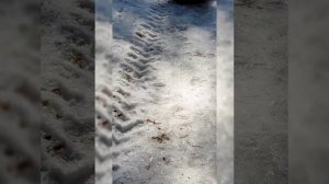 Прогулка по ленточному бору часть I