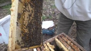 ПОЛНОЕ ГНЕЗДО ПЧЕЛ как расширять