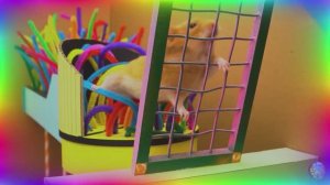 Хомяк столкнулся с непреодолимым испытанием на выживание! Испытание в лабиринте для хомяков. часть 6