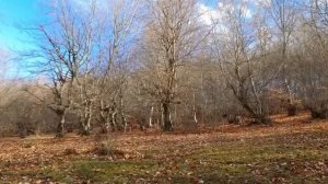 Большой овощной омлетт для бабушки.