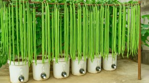 Секрет выращивания длинноплодной фасоли – попробуйте и удивитесь!