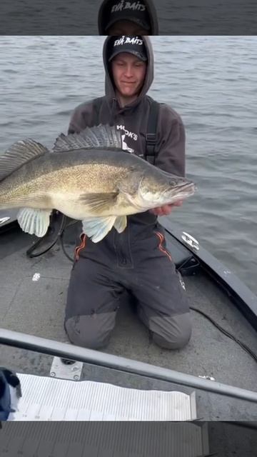 Сударь! Поймал здорового судака..