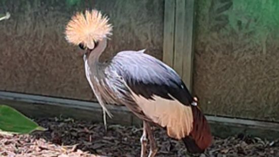 Журавль венценосный