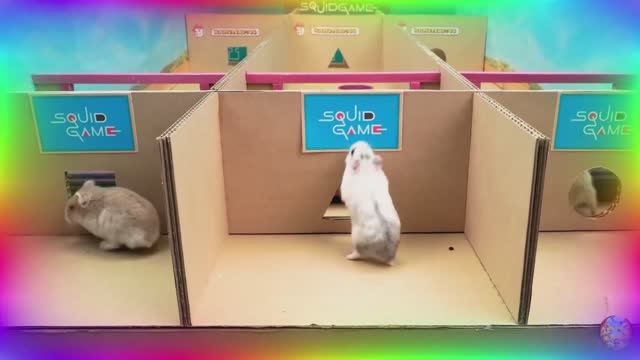 Приключения хомяков в лабииринте! 5