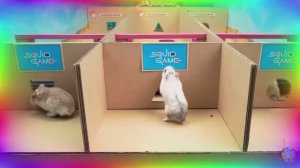 Приключения хомяков в лабииринте! 5