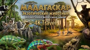 МАДАГАСКАР 4K | Экзотические животные - Лемуры и хамелеоны | Документальный фильм. Дикая природа