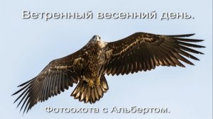 Фотоохота с Альбертом. Ветренный весенний день.