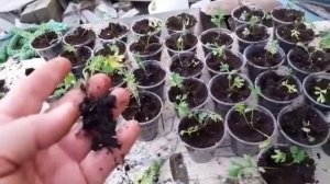 Выращиваем Пиретрум.