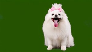 Устала собачка_encoded_encoded