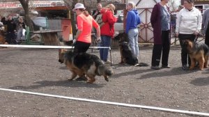 сука щенок длинная шерсть