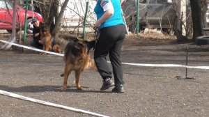 МОЛОДАЯ СУКА ДЛИННАЯ ШЕРСТЬ