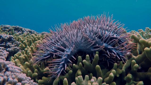 Морская звезда. Терновый венец