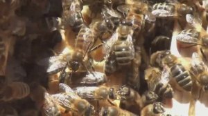 Восковыделение у пчёл и рябина