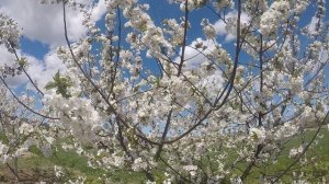 весна в деревне