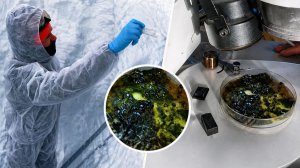 Новый вид организмов нашли в Антарктиде белорусские ученые