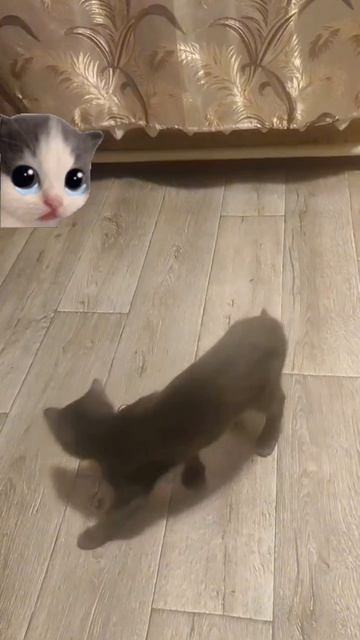 Любопытный кот! смотреть онлайн
