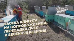 Пасека клиента на сопровождении. Пересадка пчёл и весенняя ревизия