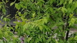 Кот Василий идет домой