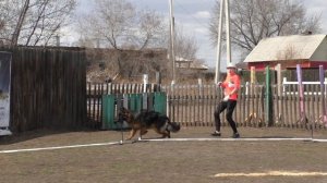 щенок кобель длинная шерсть