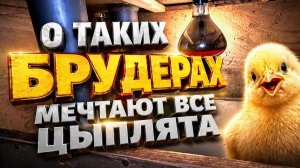 2604 брудеры готовы к приему постояльцев