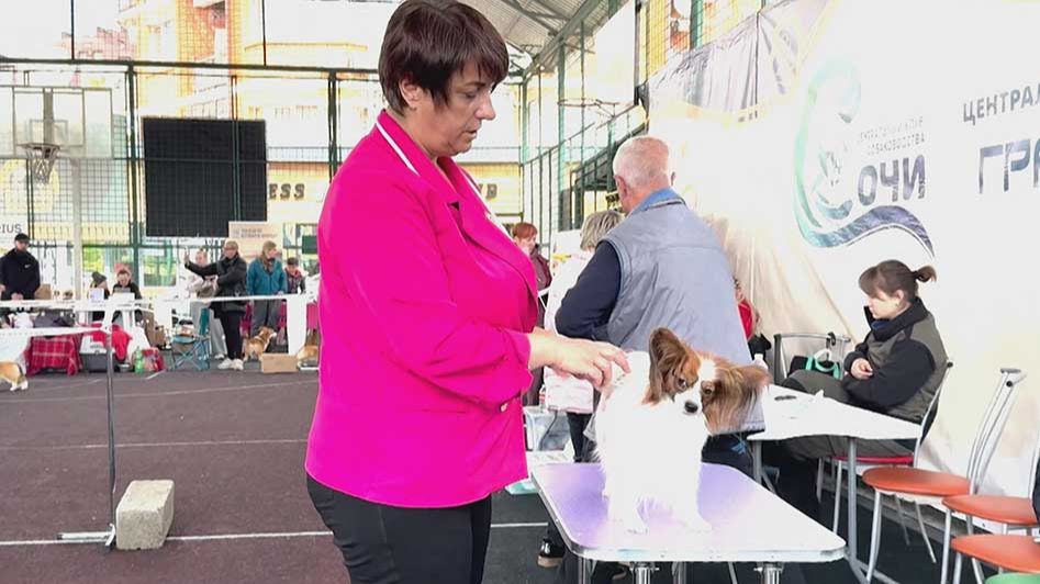 В Сочи прошла городская выставка собак