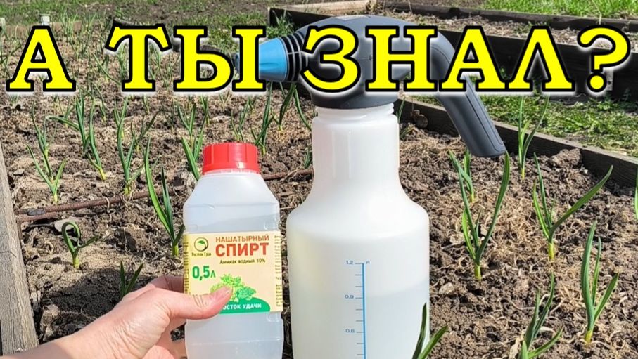 ЧЕСНОК проснулся? Приводим его в сознание