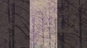 Кипарисовое озеро Сукко 27 Апреля 2026 года. Есть мнение что весна затянулась 😉