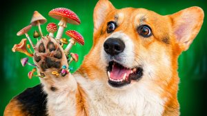 У МЕНЯ НА ЛАПЕ ВЫРОС ГРИБОК!! Корги Кекс Говорящая собака