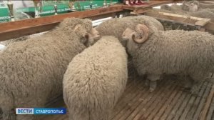 Ставрополье примет участие в XXVI Российской выставке племенных сельхозяйственных животных