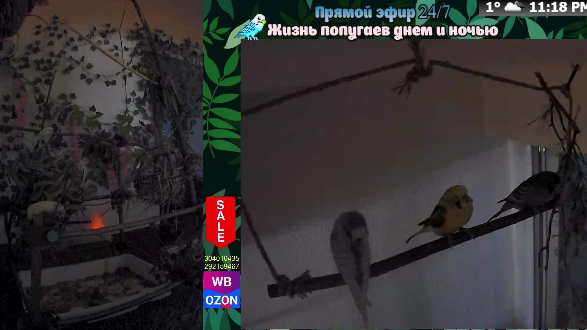 Волнистые попугаи 🦜🦜🦜 | авиарий на балконе📍