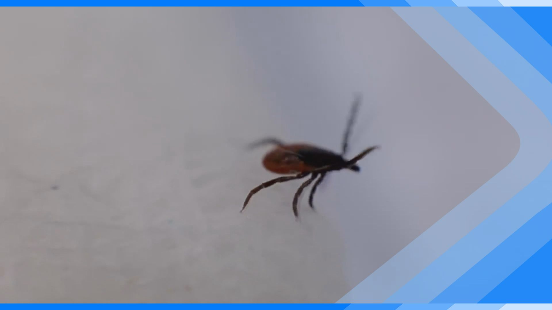 28.04.2026      Весенняя опасность. В городе зафиксированы случаи покусов клещами