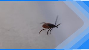 28.04.2026      Весенняя опасность. В городе зафиксированы случаи покусов клещами