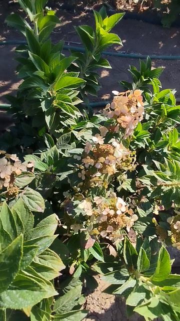 Метельчатая гортензия Полистар идет на второе цветение.