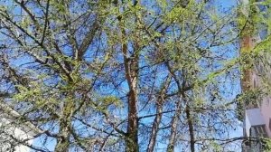 Про озеленение деревьев