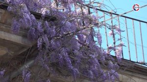 В Севастополе зацвела глициния