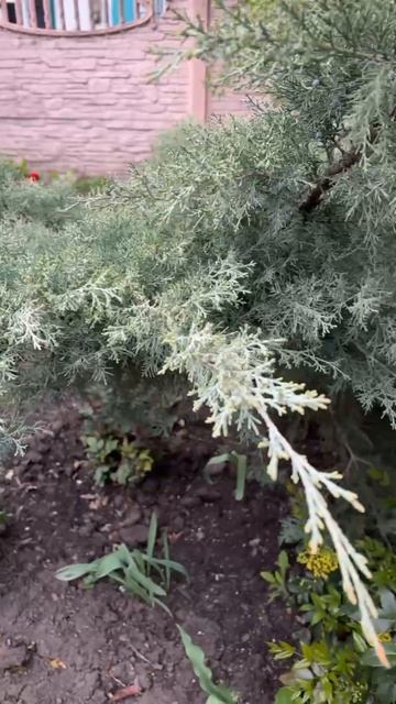 ДНР. Харцызск. 28.04.2026. Цветы у дома. Магония