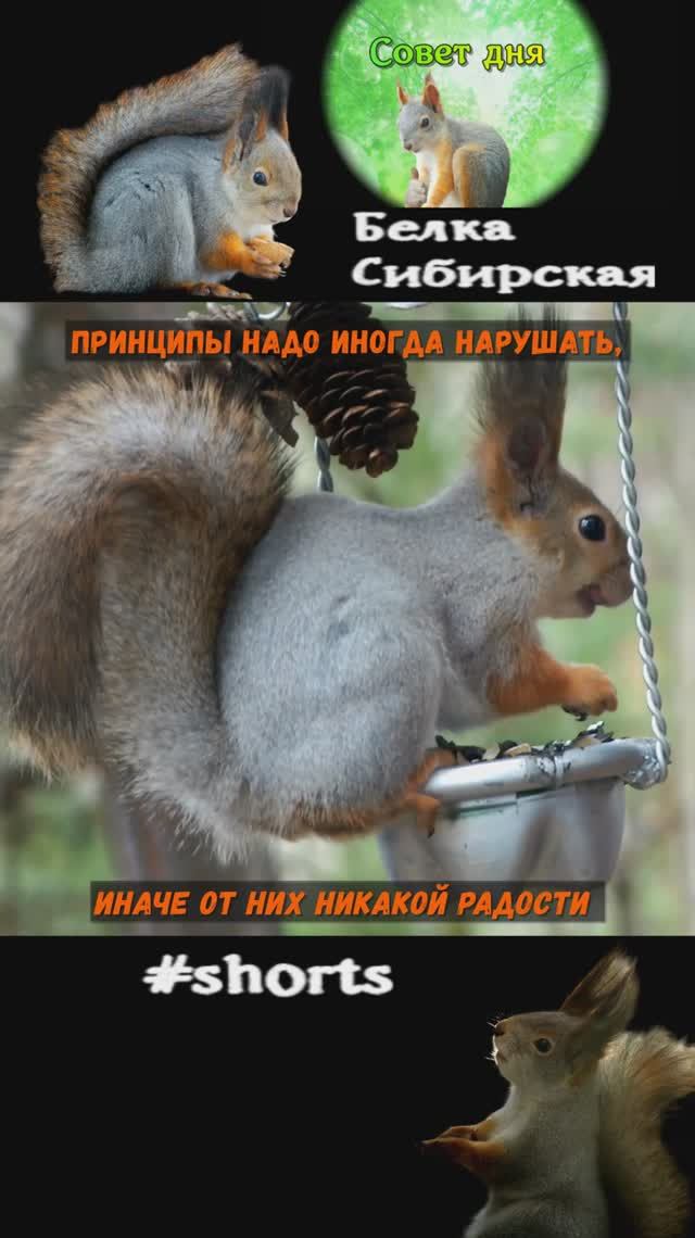 Белка с длинными кисточками