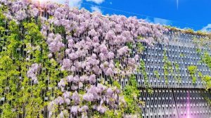 Парк Галицкого в Краснодаре! Глициния - Нежность Весеннего Дня!