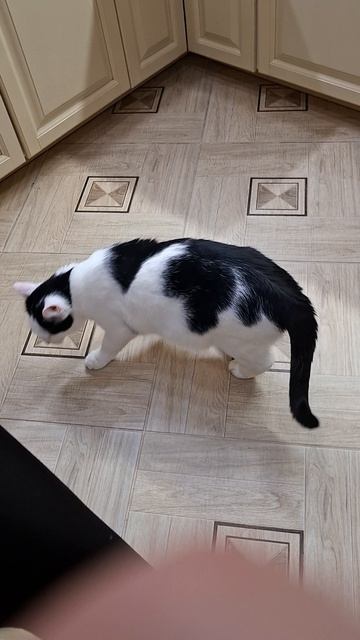 Роки зовет спать