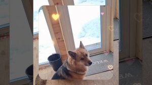 1000057197.mp4 (Собака наблюдает за устройством лестницы на 2-ой этаж в доме А-фрейм)