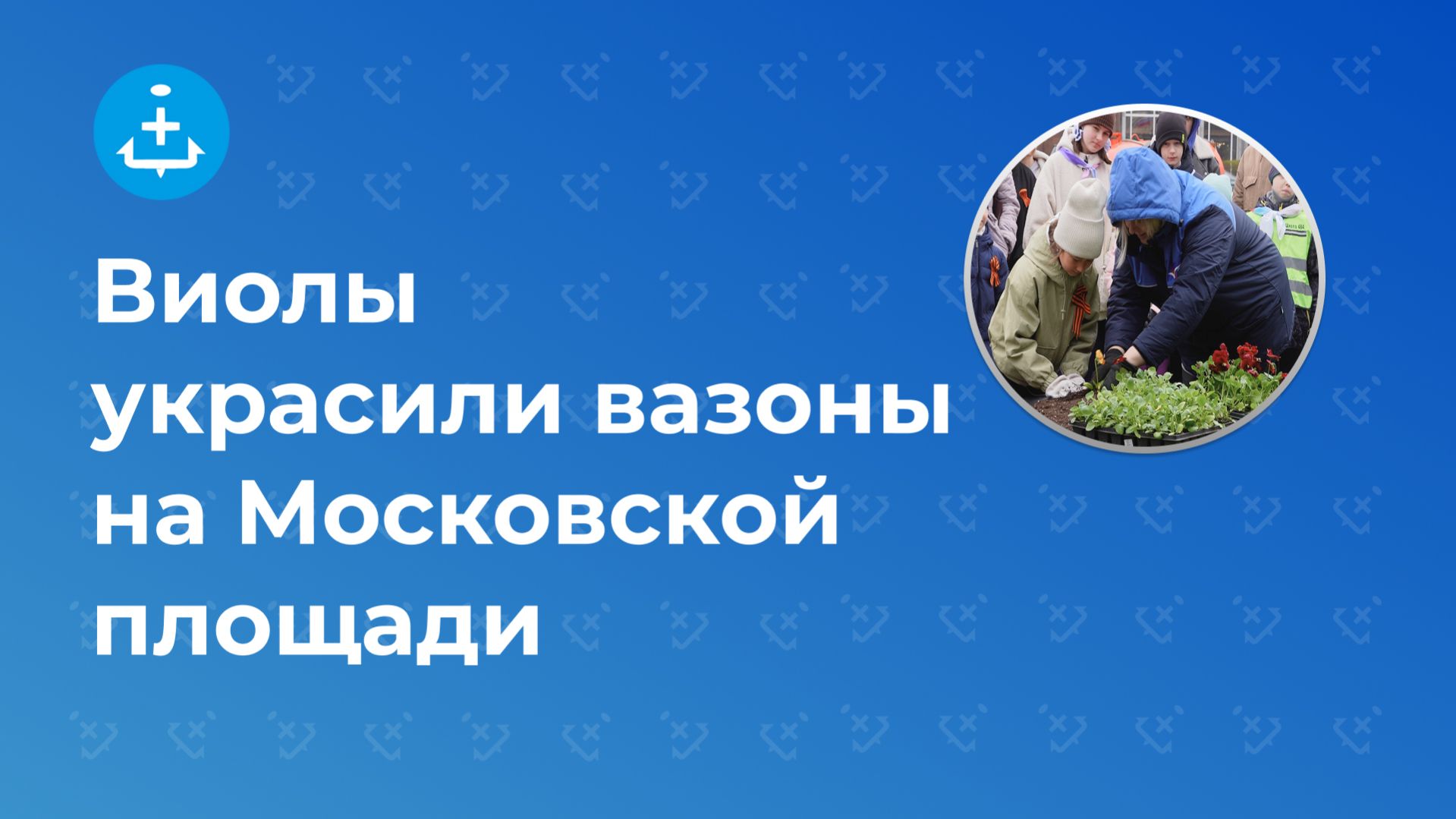 Виолы украсили вазоны на Московской площади