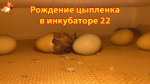 Рождение цыпленка за 8 минут в инкубаторе 22