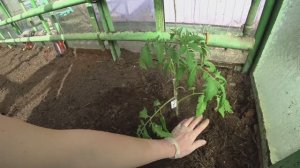 Высаживаем томаты в закрытый грунт