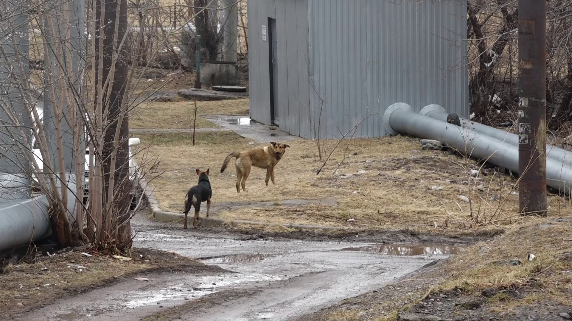 БРОДЯЧИЕ СОБАКИ ТЕРРОРИЗИРУЮТ ЖИТЕЛЕЙ САЯНСКОЙ