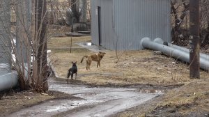 БРОДЯЧИЕ СОБАКИ ТЕРРОРИЗИРУЮТ ЖИТЕЛЕЙ САЯНСКОЙ