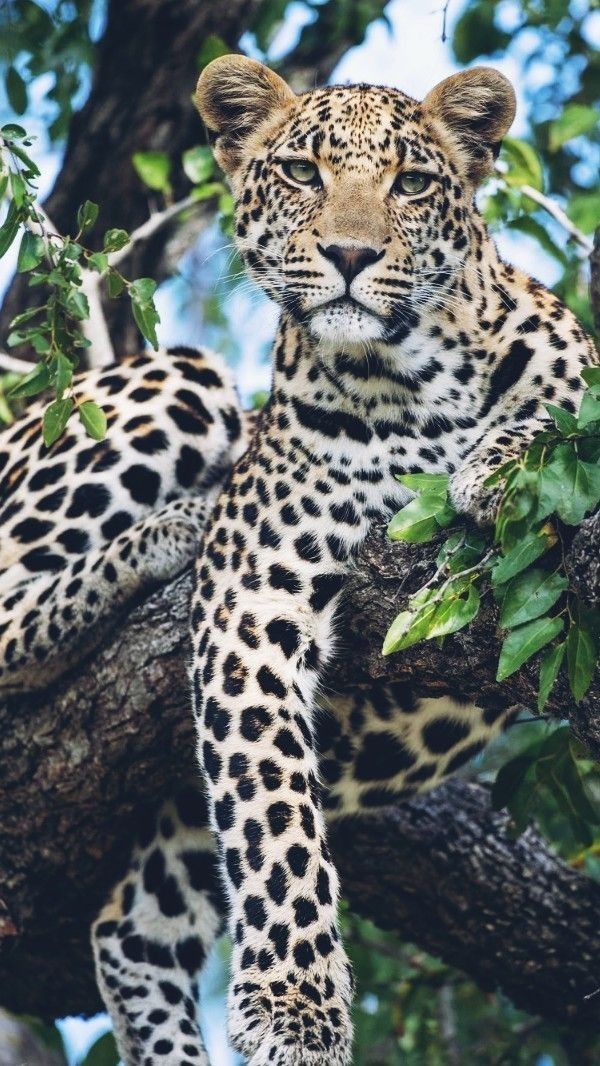 👻 Призрак с пятнами🐆Почему леопарда никто не видит до последнего