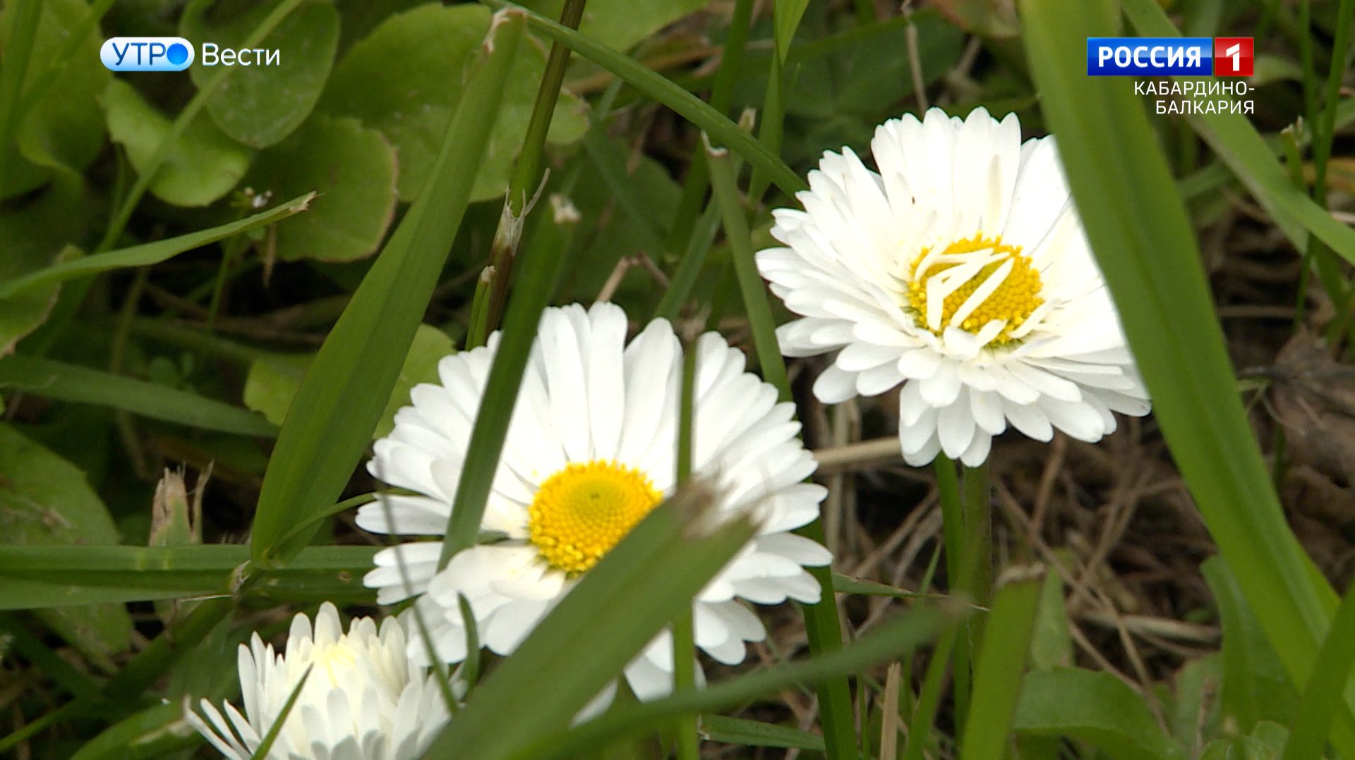 Гидрометцентр сообщил о теплой погоде в КБР на предстоящей неделе