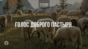 ГОЛОС ДОБРОГО ПАСТЫРЯ  | АУДИО |	16	  мая 2026